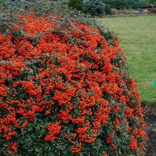 ildtorn__red_column__orangerøde_bær__pyracantha_coccinea__haveplanter_hæk