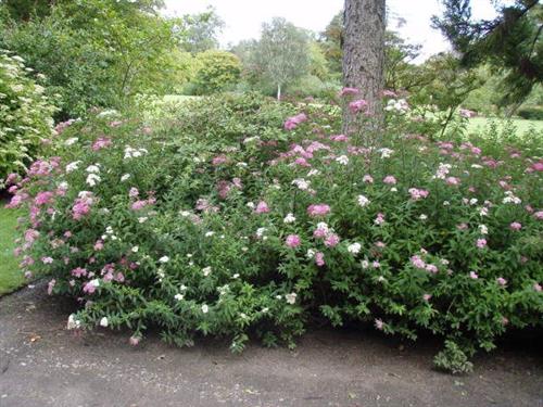 spiræa__shirobana__rosa__2030_cm__leveres_barrodet__spiraea_japonica__