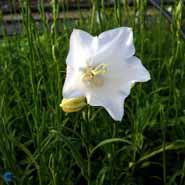 campanula__smalbladet_klokke__hvid__persicifolia_alba_