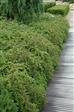 Bunddækkeplanter