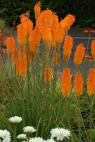 raketblomst__kniphofia_mango_popsicle