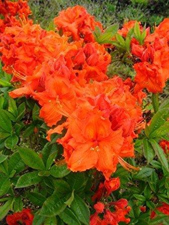 rhododendron__orange__4050_cm_med_potte_eller_klump__luteum__gibraltar__