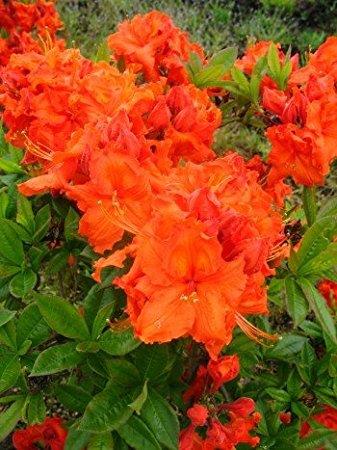 rhododendron__orange__4050_cm_med_potte_eller_klump__luteum__gibraltar__