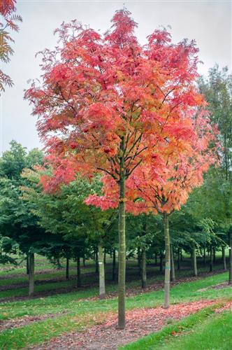 røn__japansk_røn__sorbus_dodong__commixtra__carmencita__haveplante_allétræer_