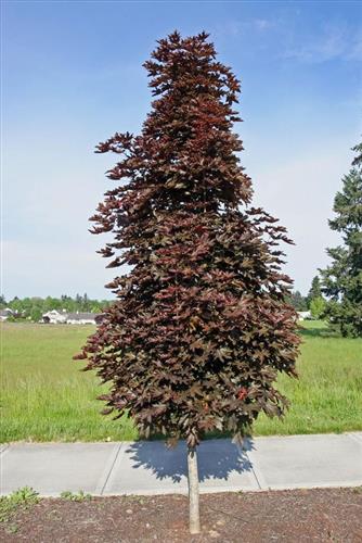 spidsløn_rødbladet__150-200cm__el__omkreds_6-8_cm__acer_platanoides__leveres_med_potte_eller_klump_