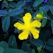 hypericum__storbladet_perikon__calycinum_