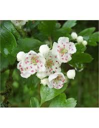 tjørn__engriflet__skovplante_-_hækplante_-_allétræ_-_crataegus_monogyna__