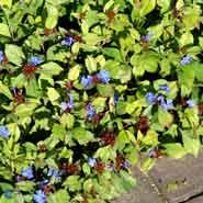 blyrod__koboltblå_blomster__ceratostigma__plumbaginoides_