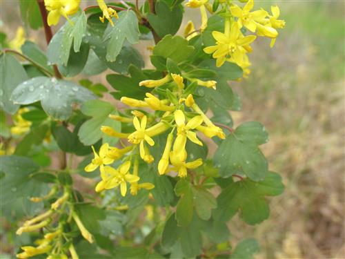 guldribs__aureum__gul__ribes_aureum_