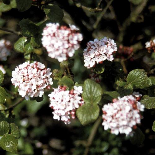 duftsnebolle__carlesii_aurora__cremehvid__3050_cm_med_potte_eller_klump__viburnum_carlesii_aurora__jp