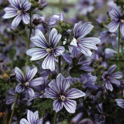 katost__malva_sylvestris_primley_blue