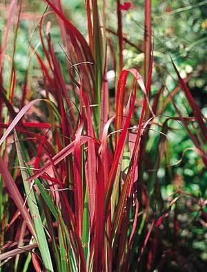 staudehirse__rehbraun__panicum_virgatum_