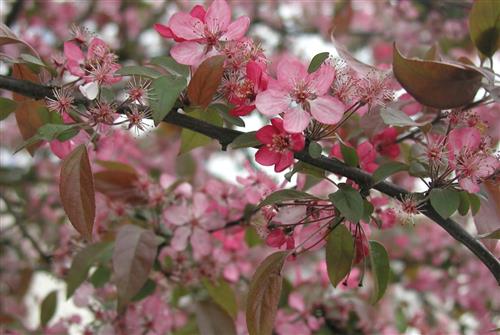 paradisæble__coccinella__malus_