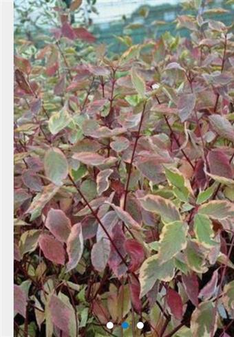 kornel__spættet__gulbroget__cornus_alba_gouchaultii__