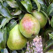 fondante_de_charneu_pære__pyrus_communis__