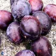 hanita_blomme__mørk_lillarød__bestøvning_kræver_anden_sort__prunus_