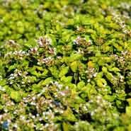 origanum__guld_origanum__sartrosa__vulgare_thumbles_variety_