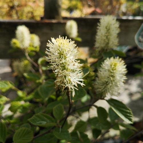 troldel__fothergilla_major_
