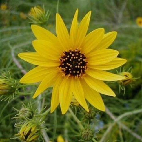 pilebladet_solsikke__helianthus_salicifolius