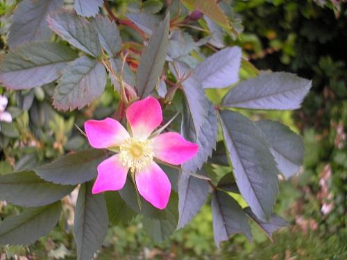 kobberrose__rosafarvet__rosa_glauca_