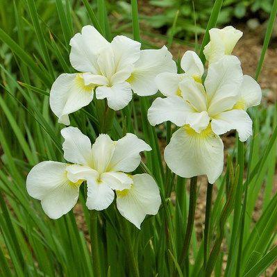 iris_sibirica_white_swirl