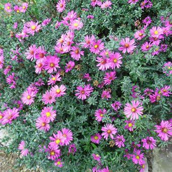 pudeasters__aster__starlight_
