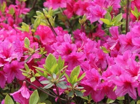 azalea__pink-rød__leveres_i_p9_potte__conny_