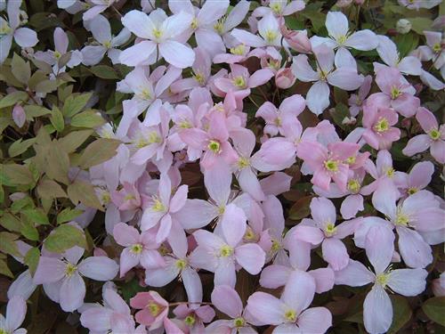 clematis__montana__pink_perfection__rosa_farvet__leveres_med_potte__småblomstrende__mp-34_
