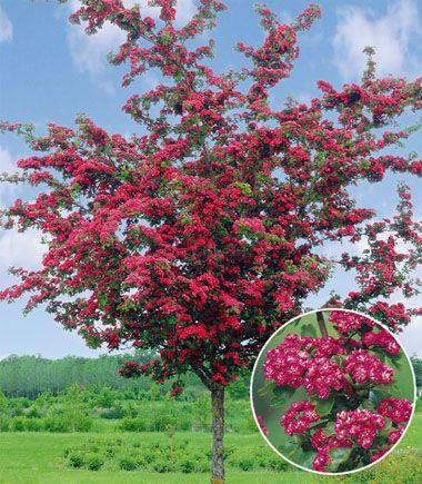 rødtjørn__crataegus_laev_pauls_scarlet_hamlet__haveplanter_allétræer__