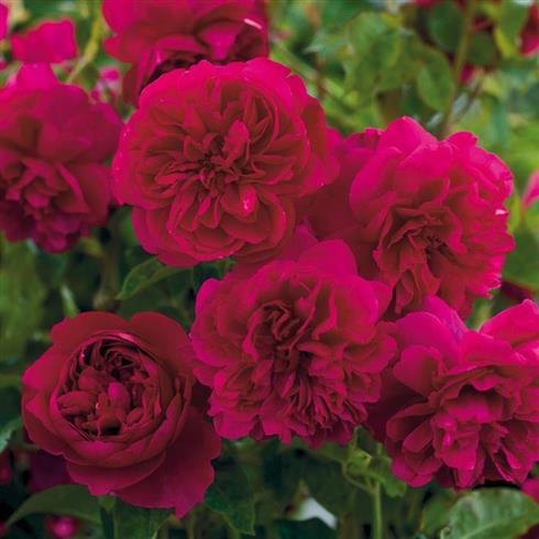 thomas_À_becket__karminrød__engelsk_rose_
