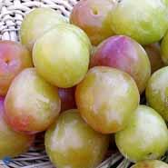 mirabelle__first__prunus_cerasifera_