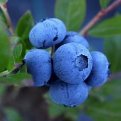 blåbær__sunshine_blue__leveres_i_potte__frugtbusk__mellemstore_blåsorte_bær_med_mørkt_kød__modnes_når_de_er_7-8_måneder__mp-34__vaccinium_corymbosum__