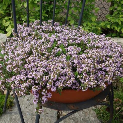 langbladet_timian__thymus_longicaulis