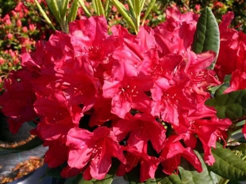 rhododendron__mørkerød__4050_cm_med_potte_eller_klump__hybrid_hachmanns_feuerschein__
