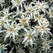 edelweiss__leontopodium__alpinum_