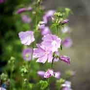 rosen_katost__malva__alcea__fastigiata_