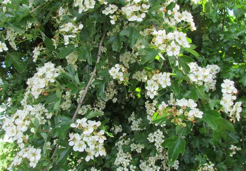 skarlagen_-_hvidtjørn__crataegus_intricata__