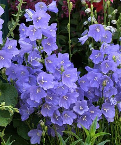 mælkeklokke__campanula__persicifolia__telham_beauty_