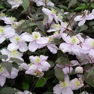 clematis__montana__mayleen__sartrosa_farve__leveres_med_potte__småblomstrende__med_duft_af_vanilje__mp-34_