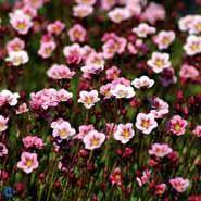 stenbræk__saxifraga__arendsii__rosa_