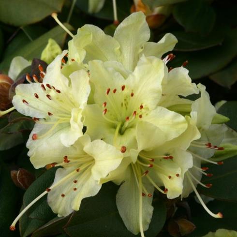 rhododendron_dværg__hvid-gul__leveres_i_p12_potte__shamrock_
