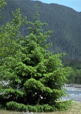 sitka__picea_sitchensis__