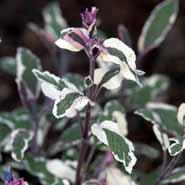 salvie__brogetbladet__små_blålilla_blomster__salvia_officinalis__tricolor_
