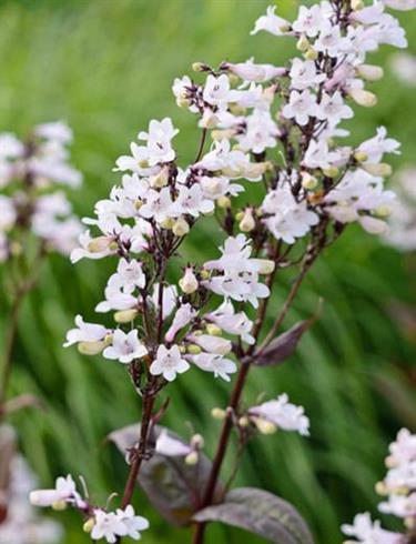 rørblomst__penstemon_digitalis_husker_red