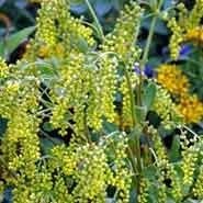 stenhøjsguldregn__chiastophyllum__små_gule_blomster__oppositifolium_