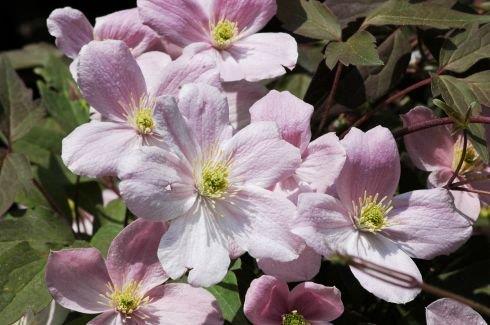clematis__montana__pink_perfection__rosa_farvet__leveres_med_potte__småblomstrende__mp-34_