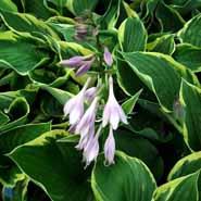 hosta__lyslilla__fortunei_aureomarginata_