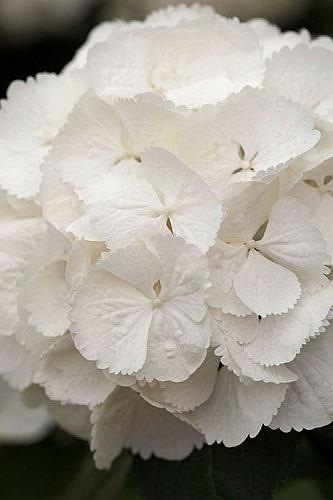 hortensia__snowball__hvid__1530_cm_med_p9_potte__hydrangea_macrophylla__halv_fab__