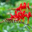 Montbretia Stauder