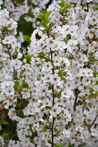 japansk_kirsebær__snow_goose__prunus__